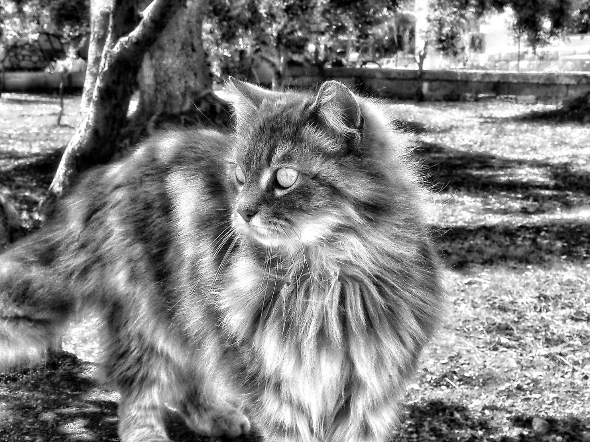 La Cummersa Del Gatto Locorotondo Zewnętrze zdjęcie